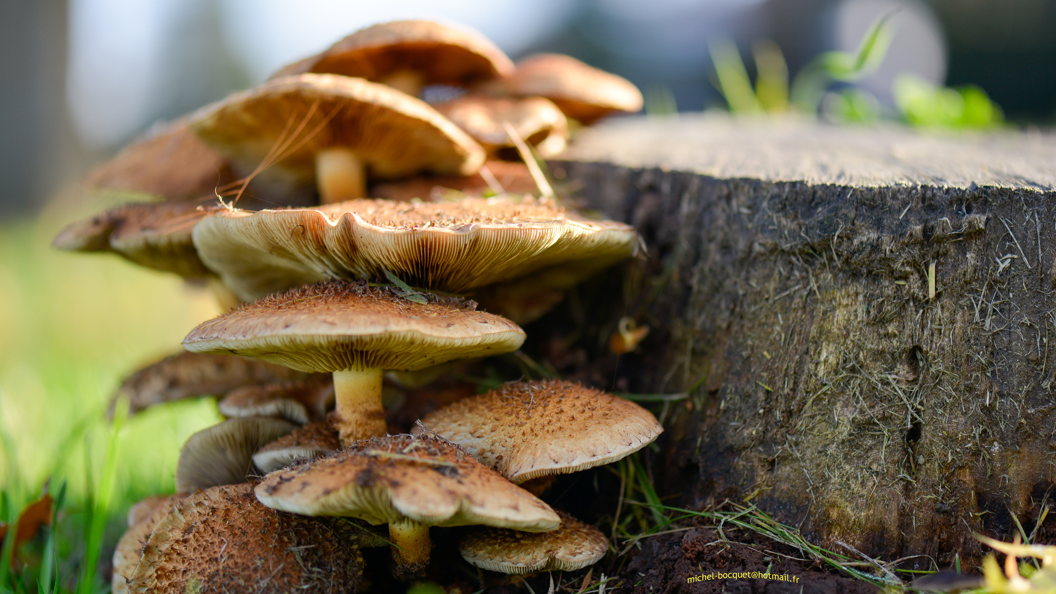 Wallpapers Nature Mushrooms Couleurs d'automne