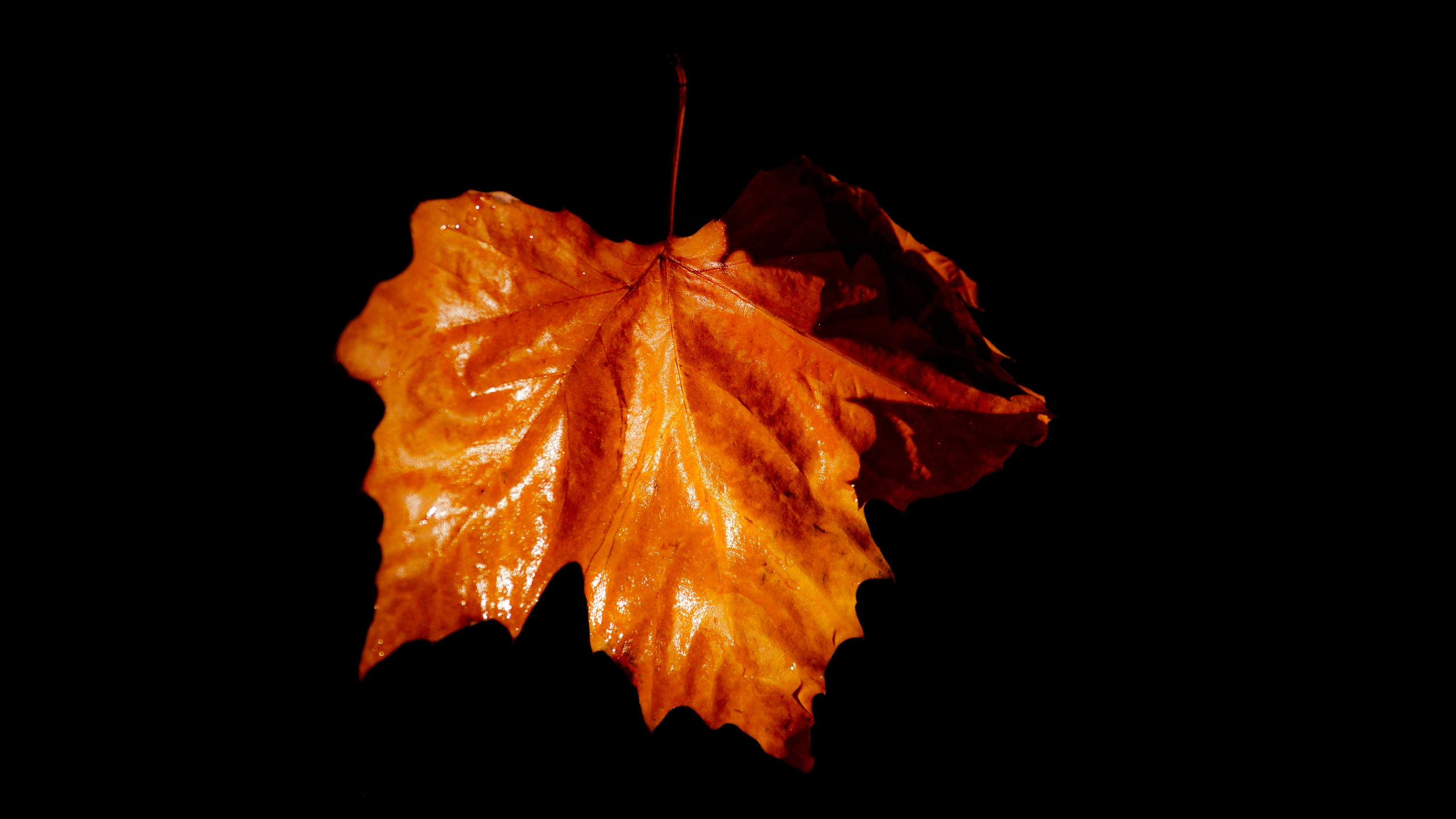 Fonds d'cran Nature Feuilles - Feuillages Couleurs d'automne