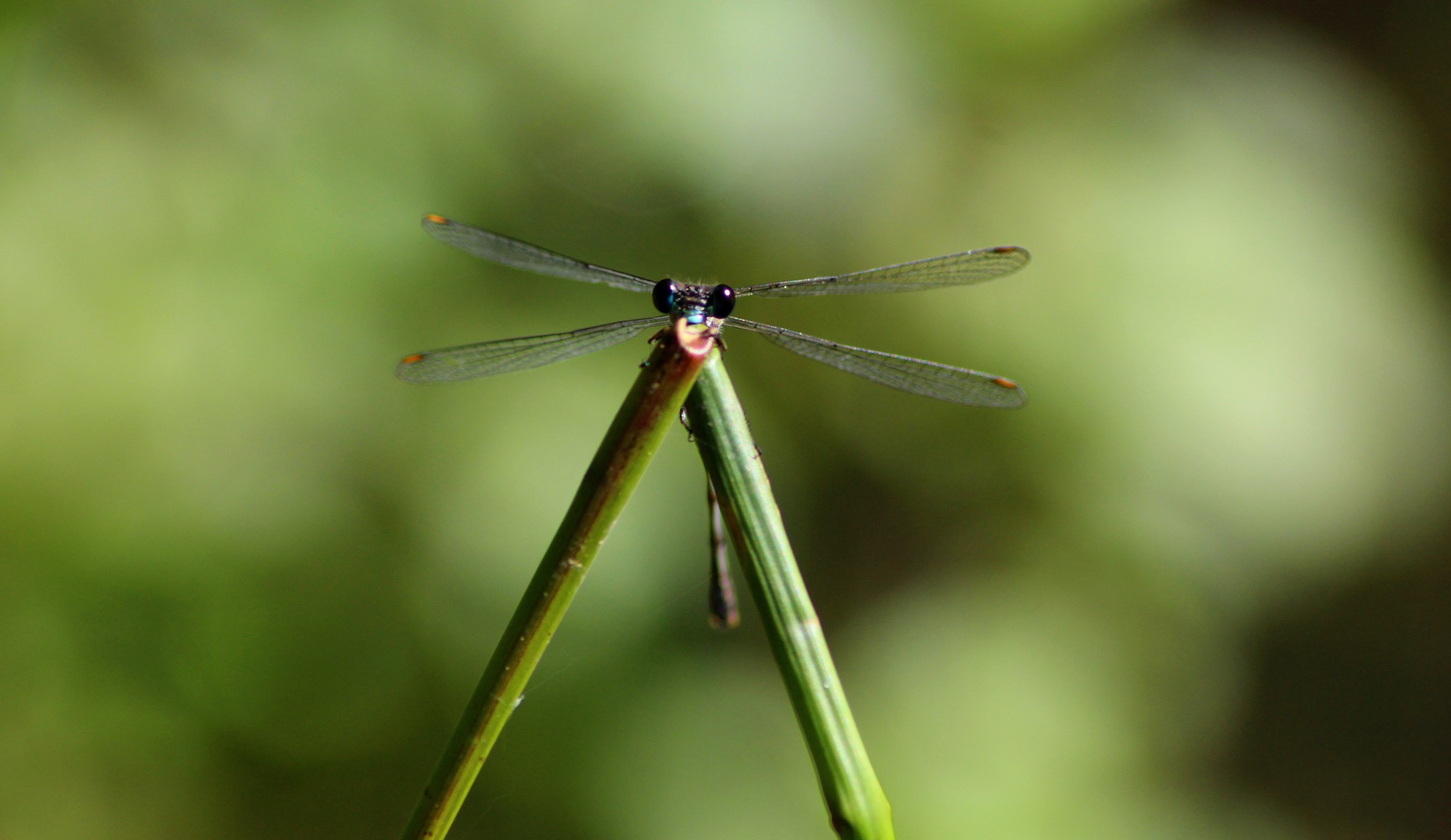 Wallpapers Animals Insects - Dragonflies 