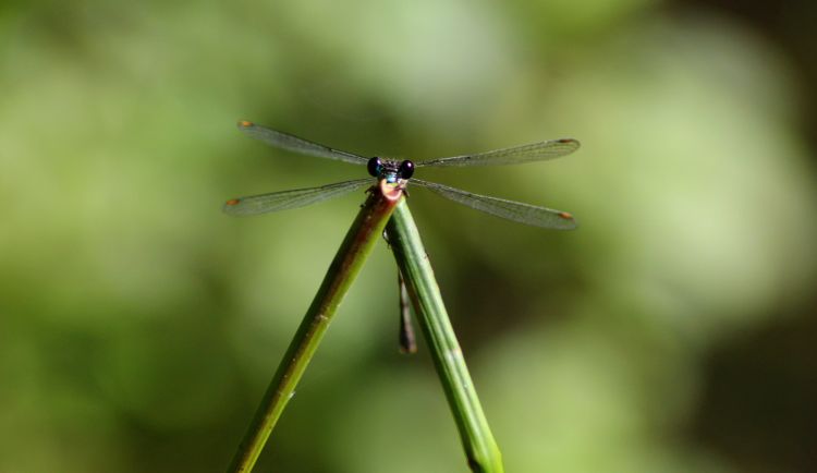 Fonds d'cran Animaux Insectes - Libellules Wallpaper N390694