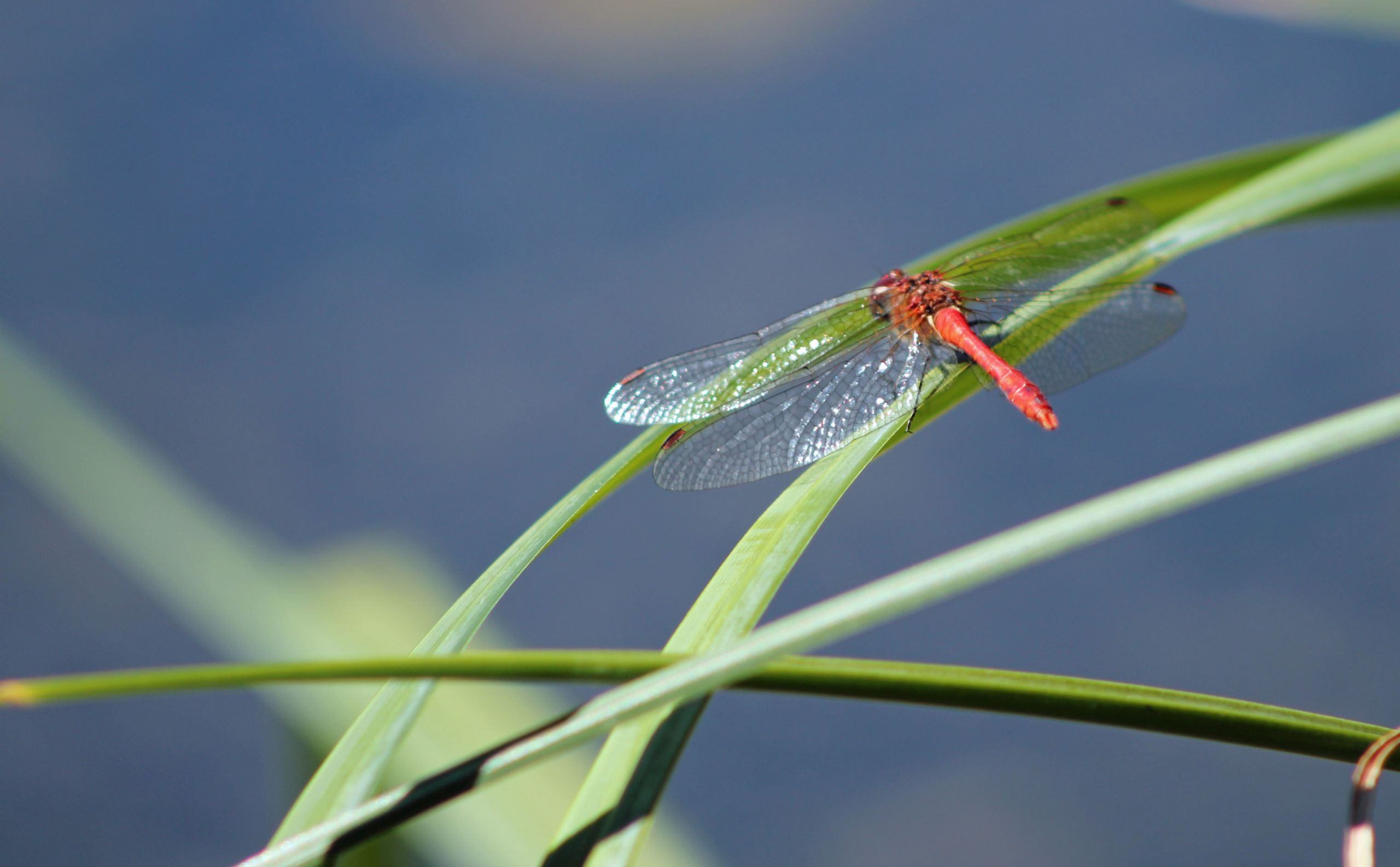 Wallpapers Animals Insects - Dragonflies libellules