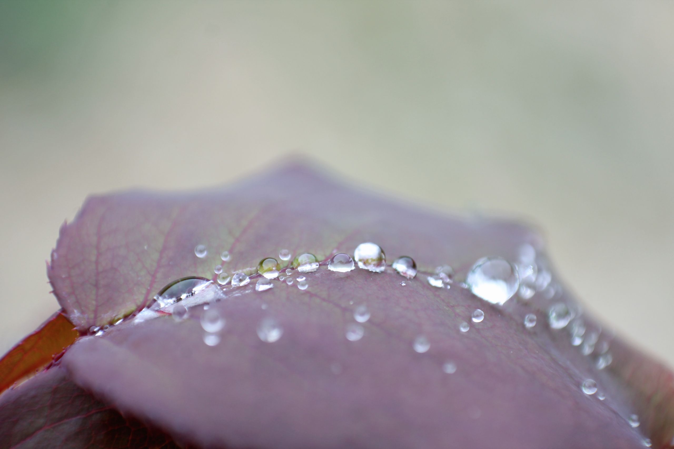 Wallpapers Nature Water - Drops perles de pluie