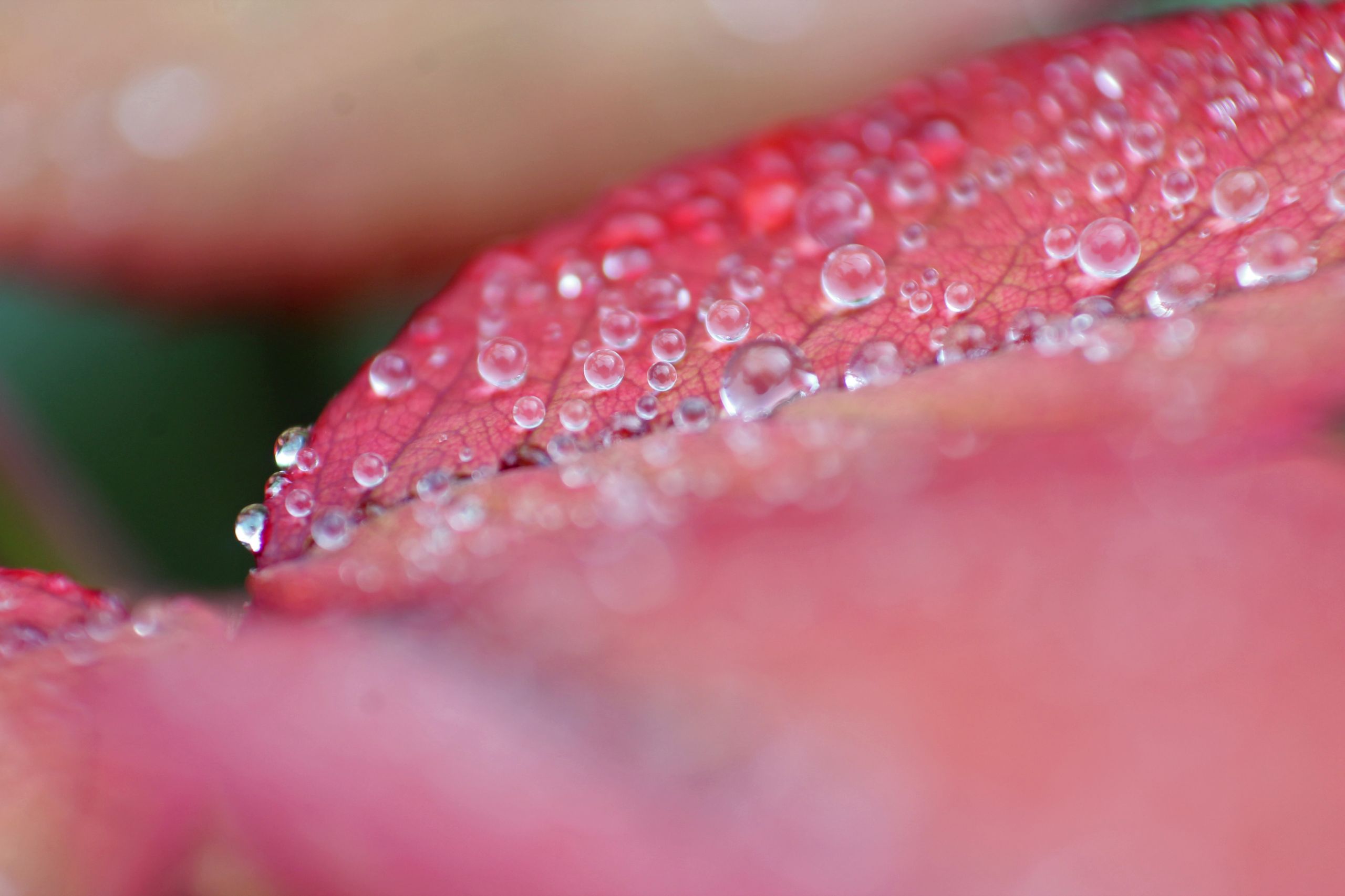 Fonds d'cran Nature Eau - Gouttes, rose perles de pluie