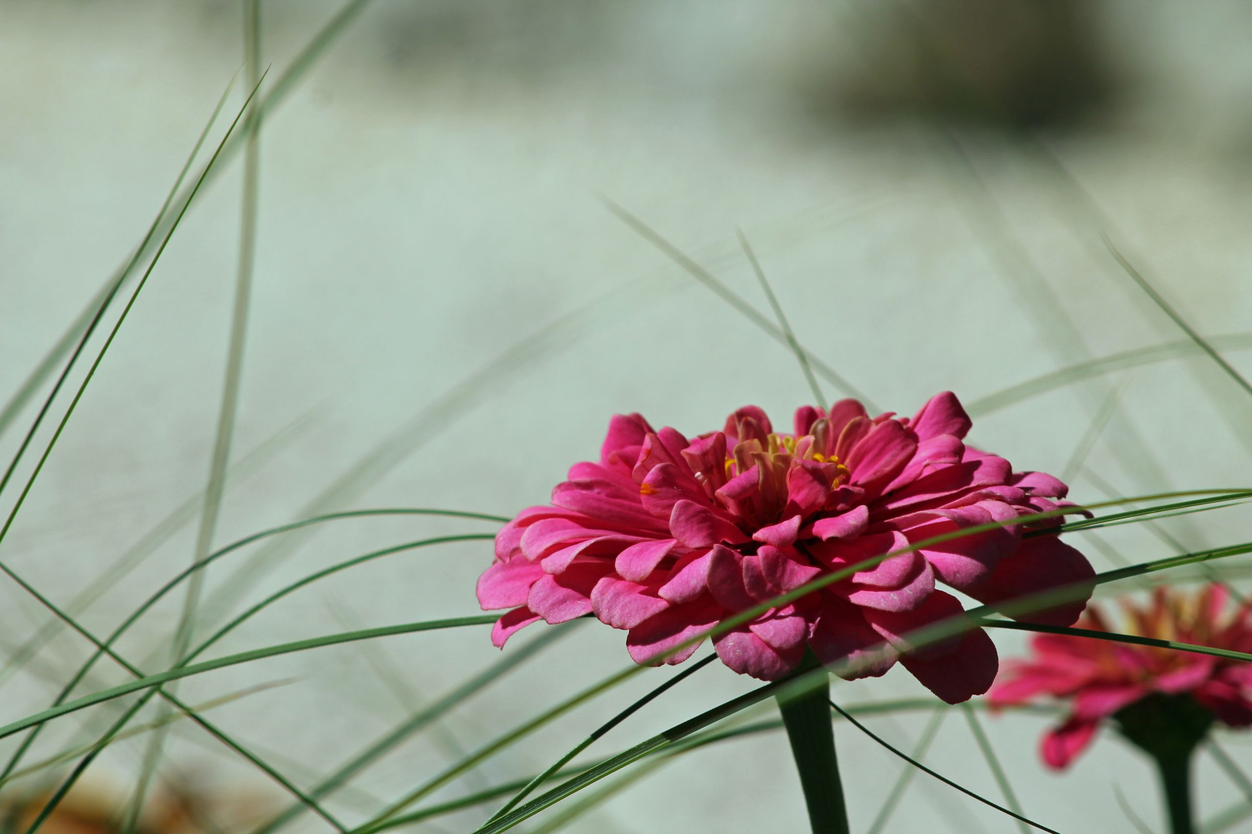 Wallpapers Nature Flowers 