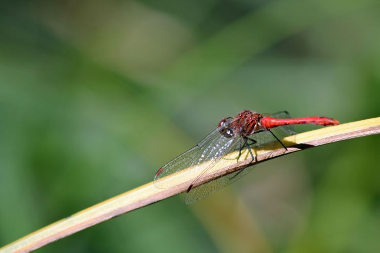 Fonds d'cran Animaux Insectes - Libellules libellules