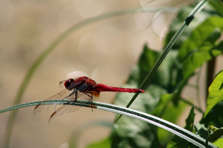 Fonds d'cran Animaux Insectes - Libellules libellules