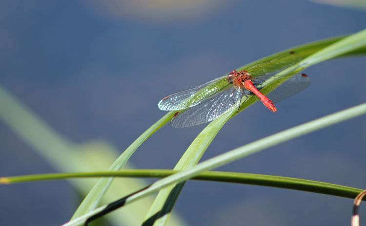 Fonds d'cran Animaux Insectes - Libellules libellules