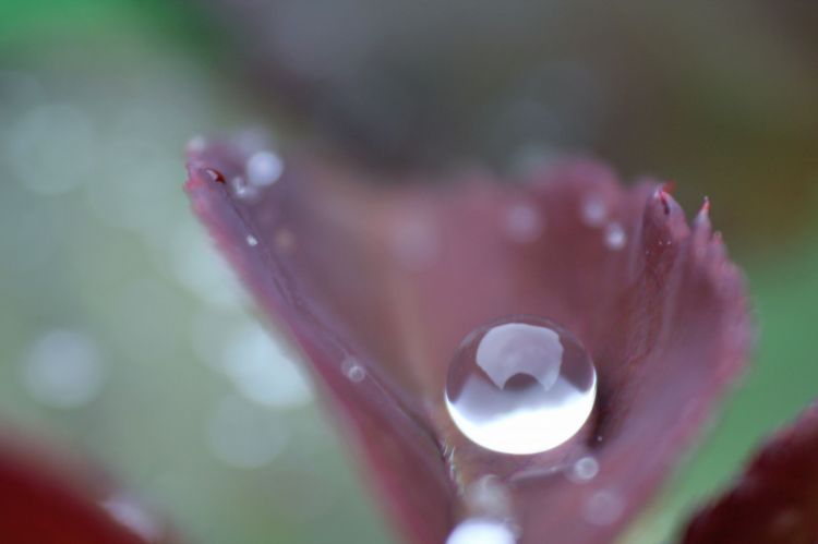 Fonds d'cran Nature Eau - Gouttes, rose perles de pluie