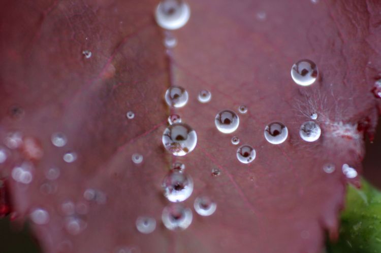 Fonds d'cran Nature Eau - Gouttes, rose perles de pluie