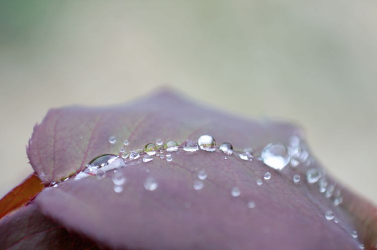 Wallpapers Nature Water - Drops perles de pluie