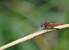  Animaux libellules