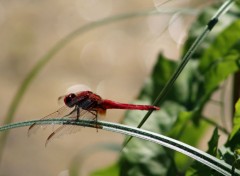  Animaux libellules