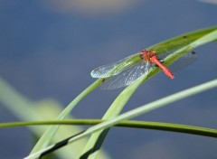  Animaux libellules