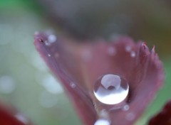  Nature perles de pluie