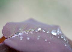  Nature perles de pluie