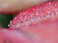  Nature perles de pluie