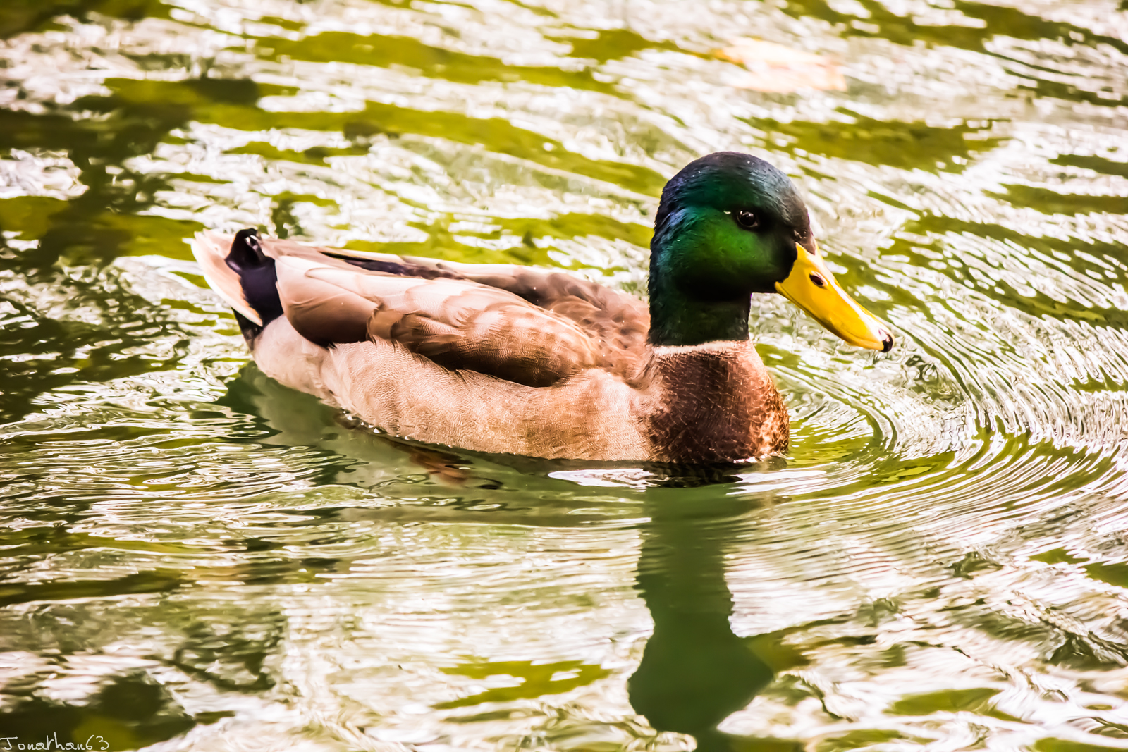 Wallpapers Animals Birds - Ducks 