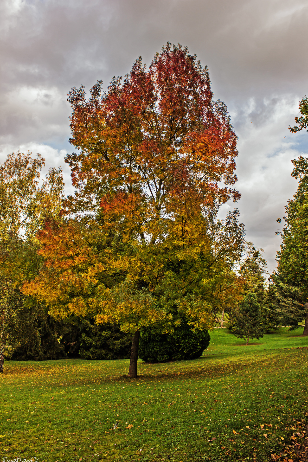 Fonds d'cran Nature Arbres - Forts 