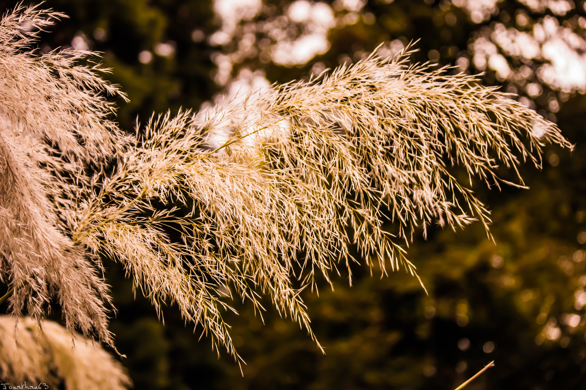 Fonds d'cran Nature Plantes - Arbustes 