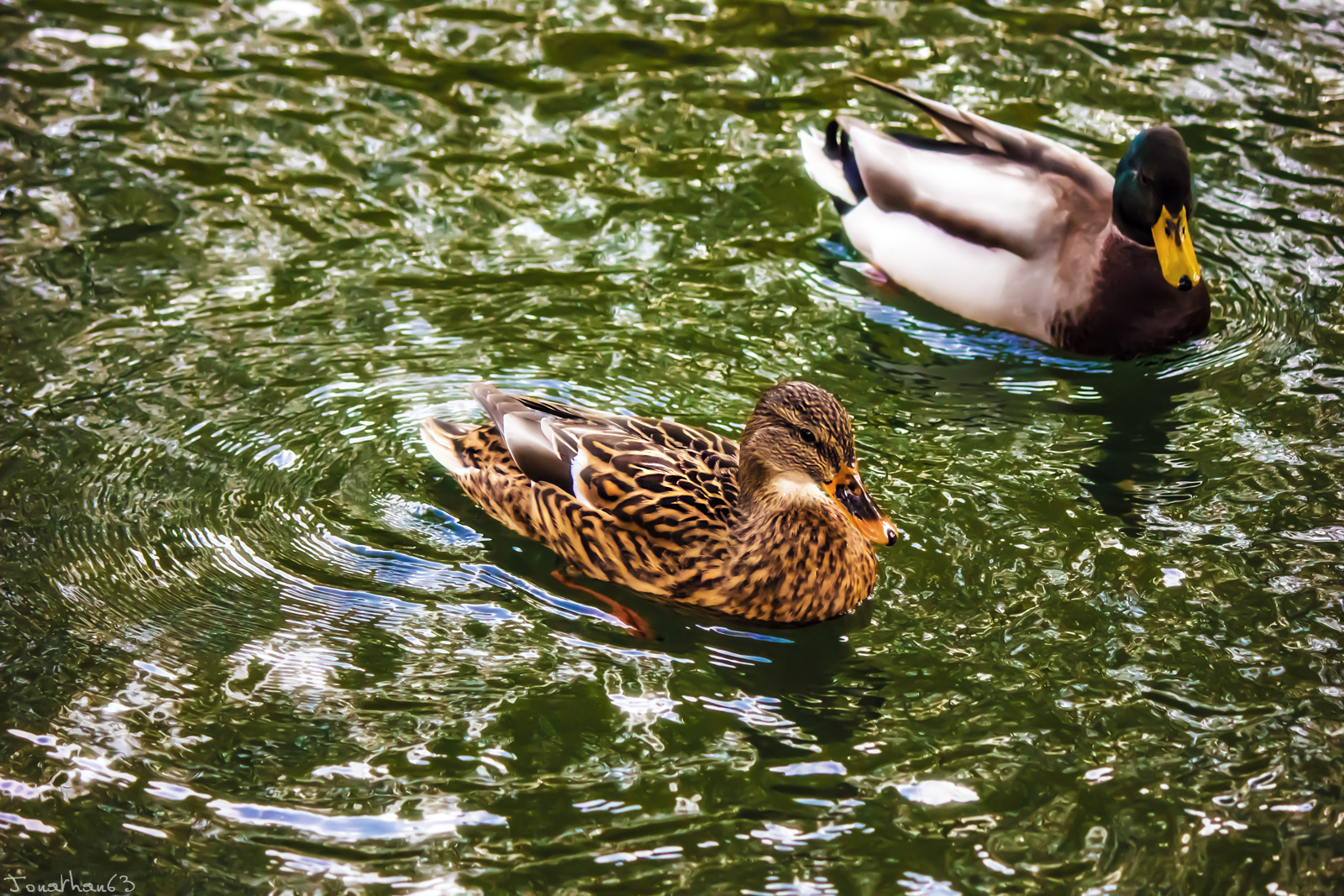 Fonds d'cran Animaux Oiseaux - Canards 