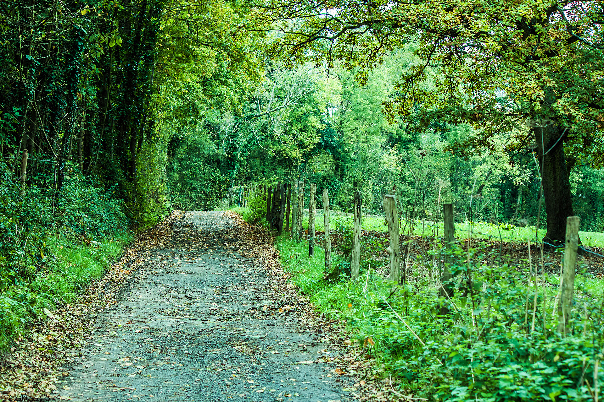 Wallpapers Nature Trees - Forests 