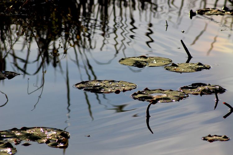 Fonds d'cran Nature Plantes - Arbustes Nenuphars