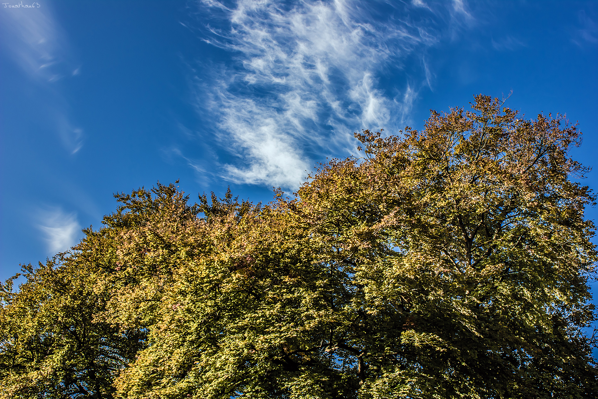 Fonds d'cran Nature Arbres - Forts Arbres & Ciel