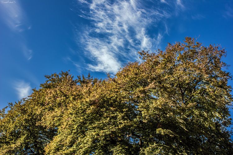 Fonds d'cran Nature Arbres - Forts Arbres & Ciel