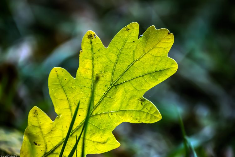 Fonds d'cran Nature Feuilles - Feuillages Wallpaper N390974