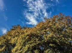  Nature Arbres & Ciel