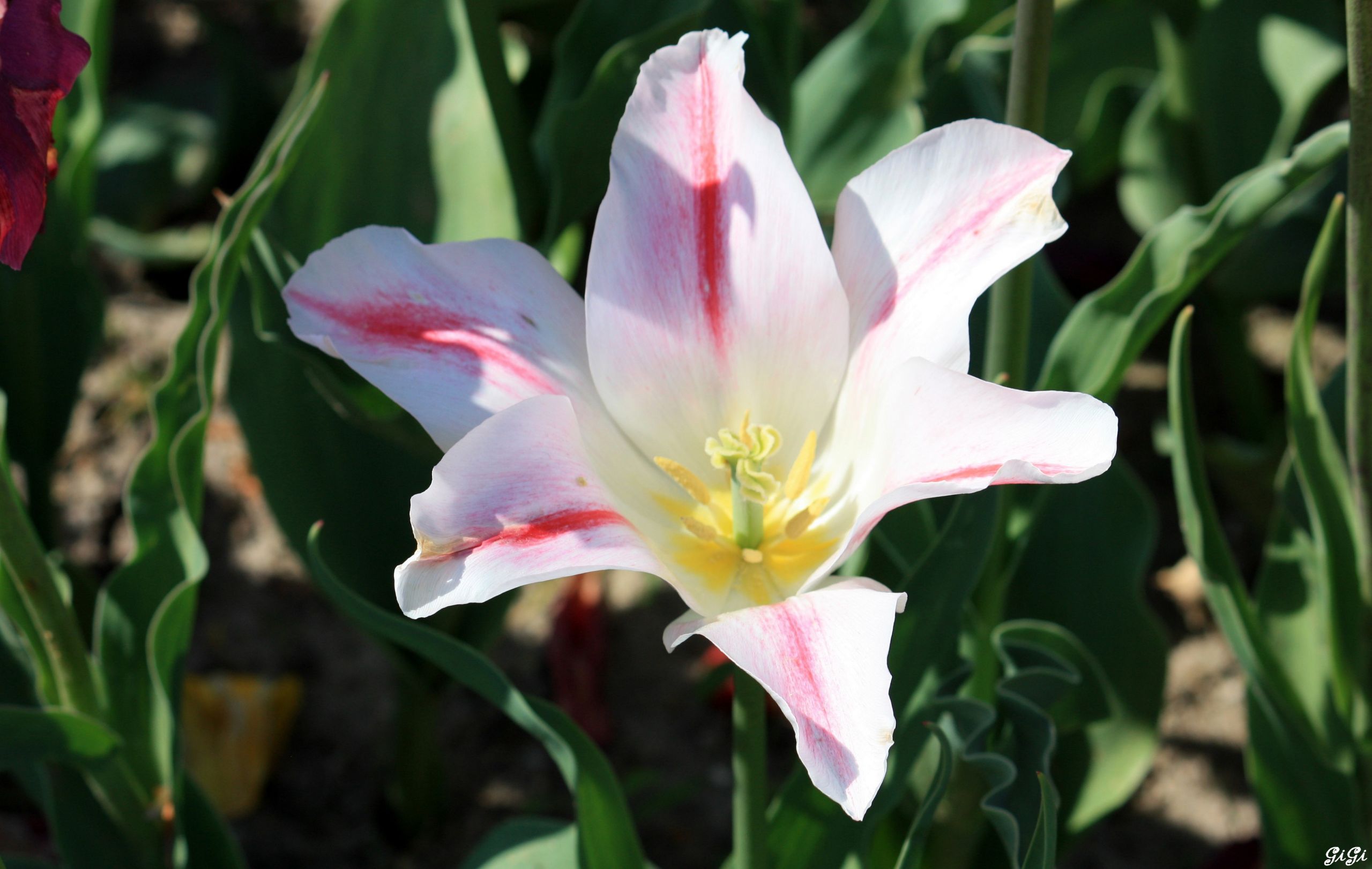 Fonds d'cran Nature Fleurs La petite fleur du weekend