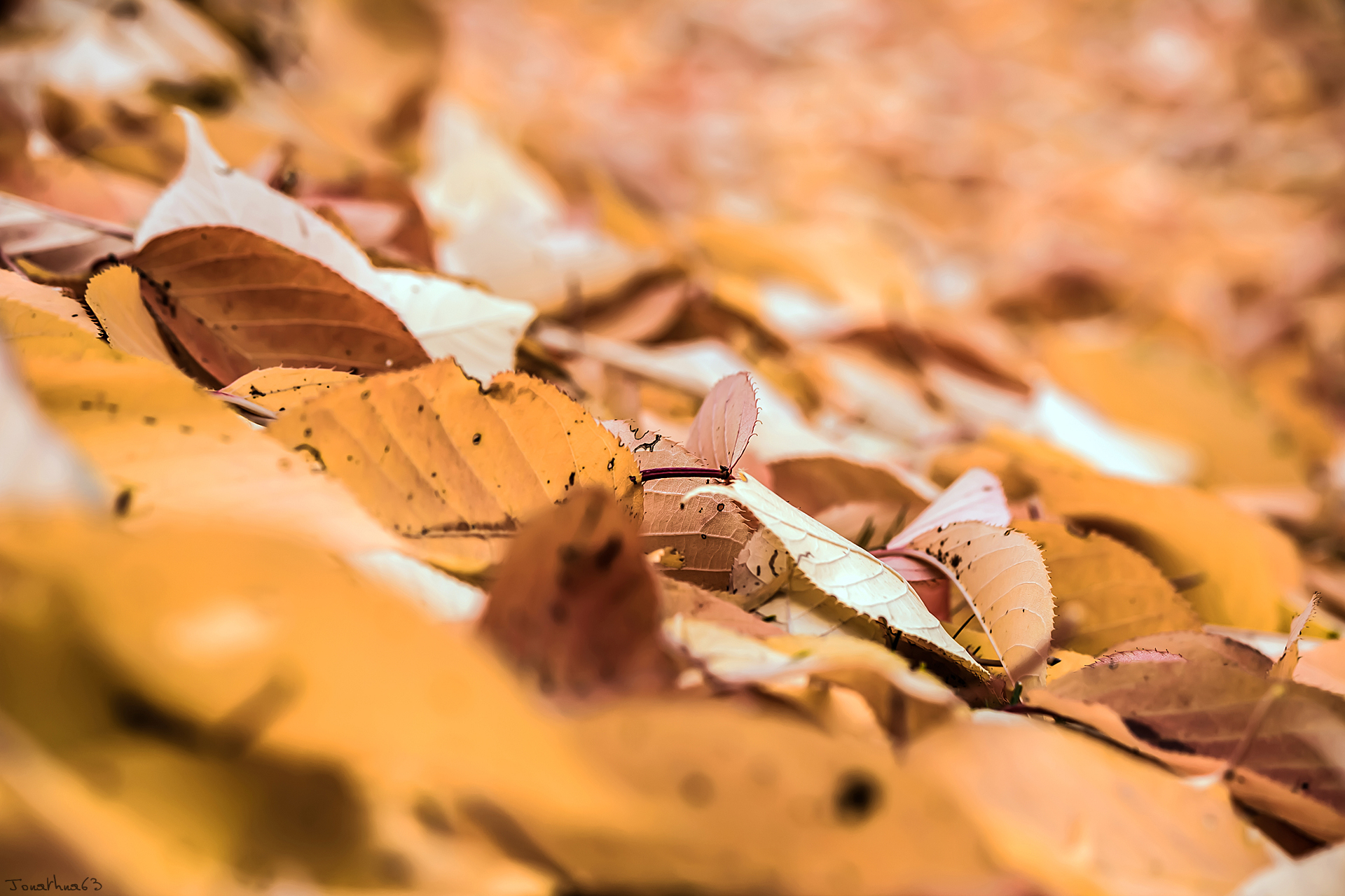 Fonds d'cran Nature Saisons - Automne Automne