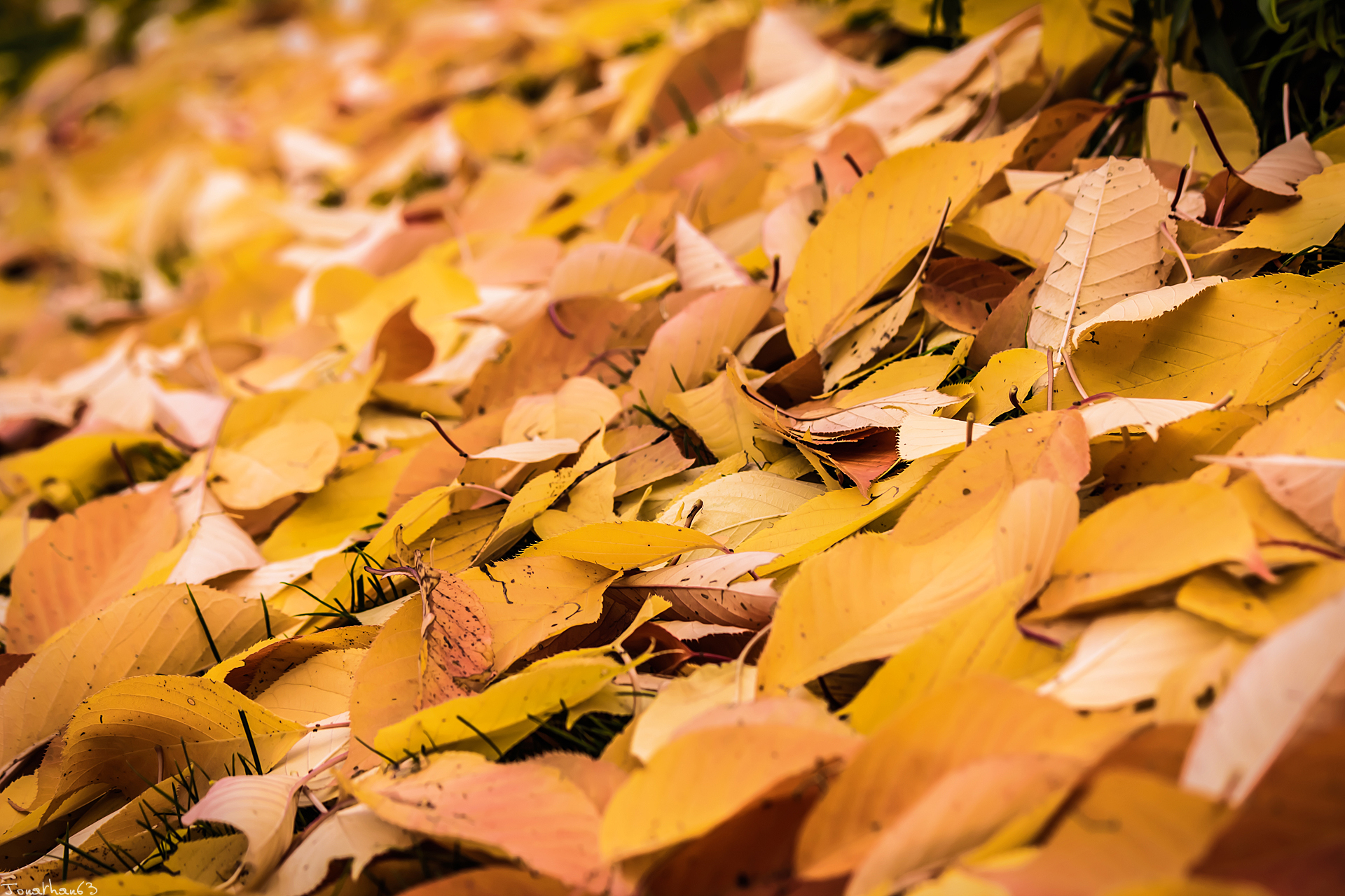 Fonds d'cran Nature Feuilles - Feuillages Automne