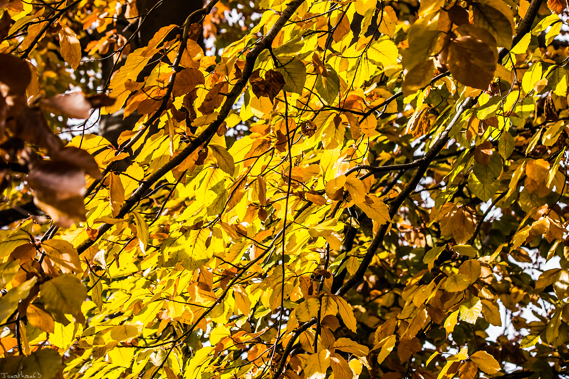 Fonds d'cran Nature Saisons - Automne Feuillage d'or