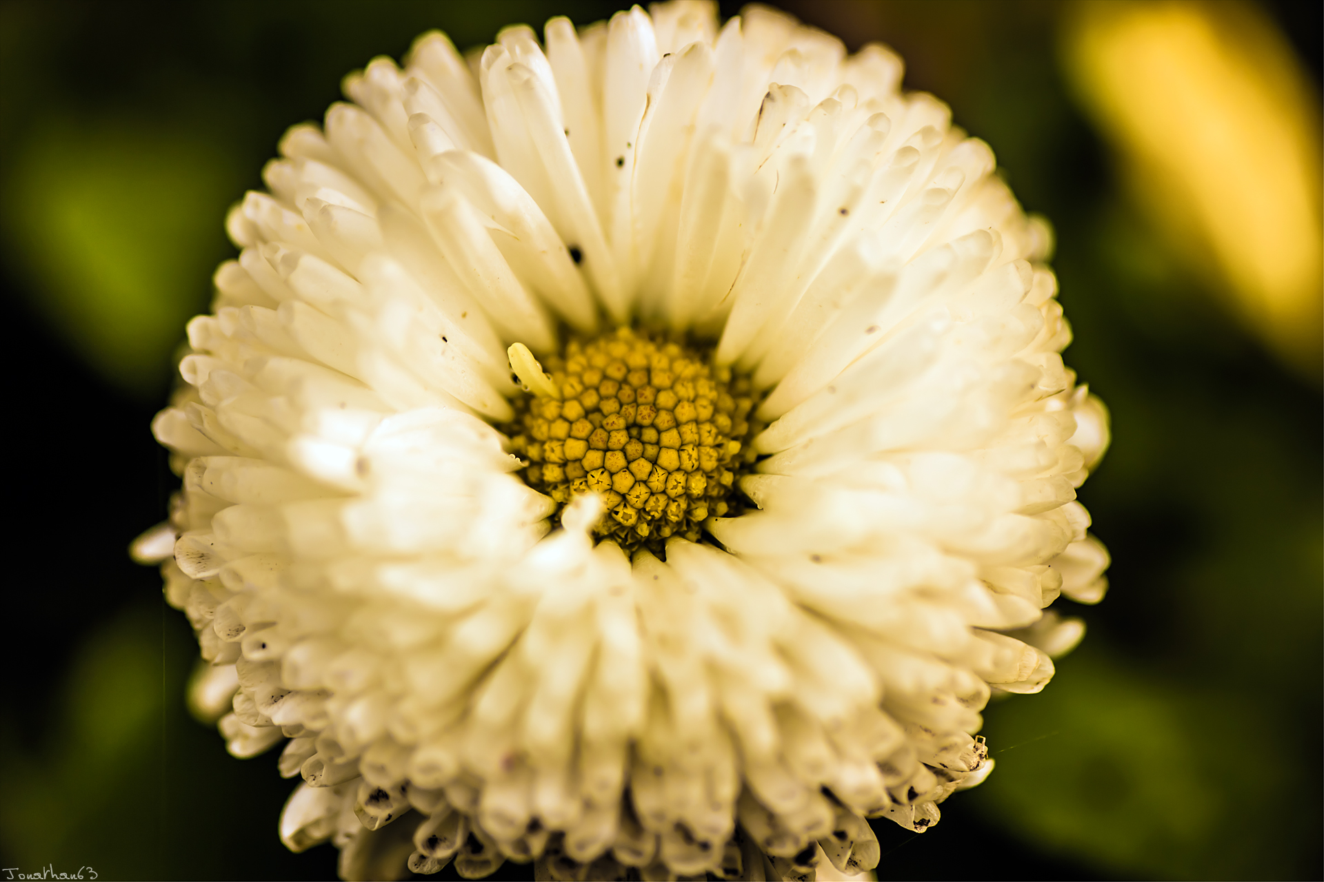 Fonds d'cran Nature Fleurs 