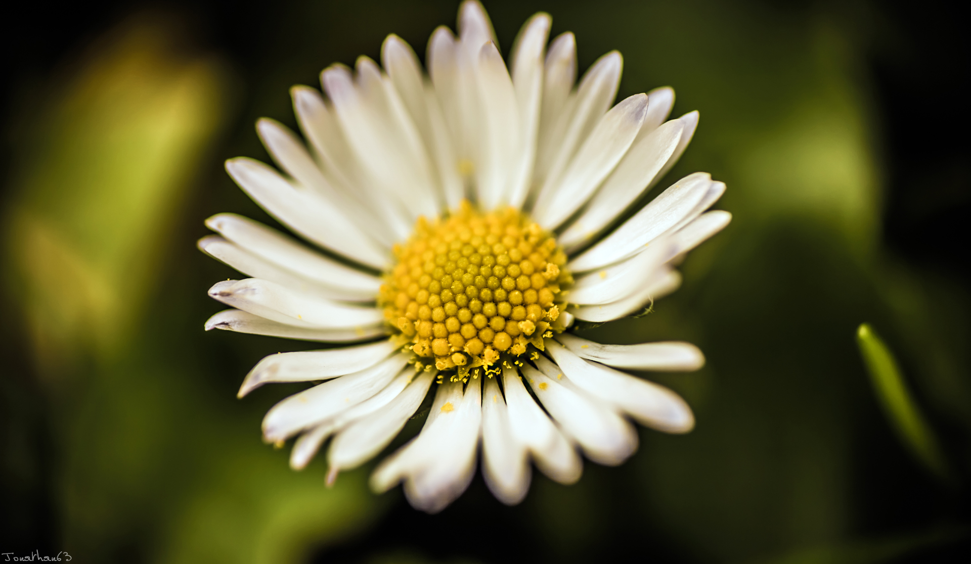 Fonds d'cran Nature Fleurs Marguerite