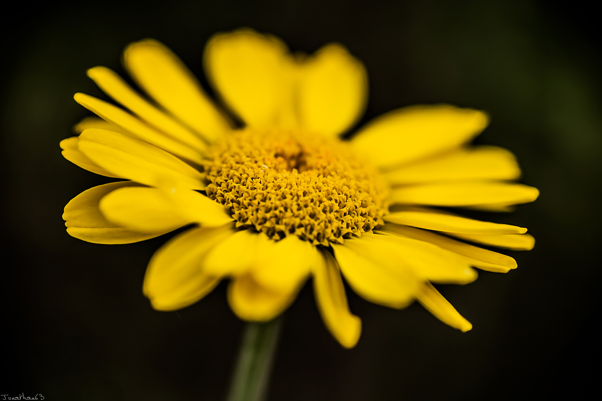 Fonds d'cran Nature Fleurs Fleur jaune