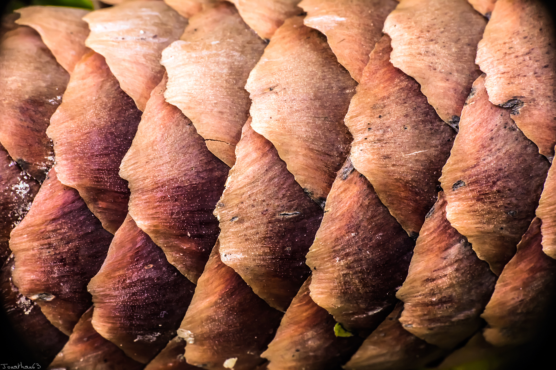 Wallpapers Nature Fruits 