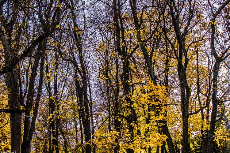 Fonds d'cran Nature Arbres - Forts Arbres