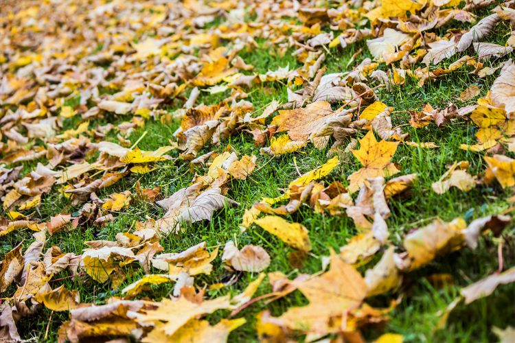 Fonds d'cran Nature Feuilles - Feuillages Automne