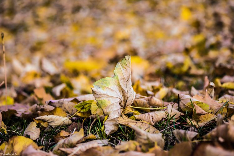 Fonds d'cran Nature Feuilles - Feuillages Automne