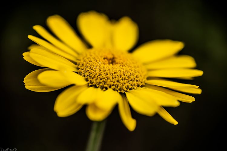 Fonds d'cran Nature Fleurs Fleur jaune