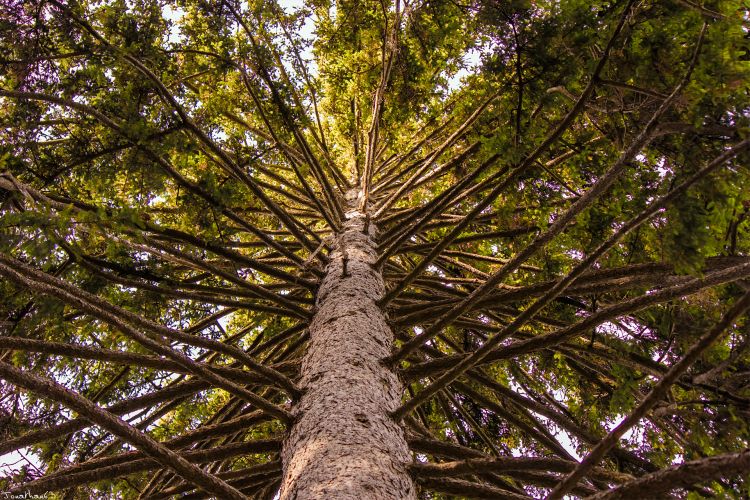 Fonds d'cran Nature Arbres - Forts Arbre