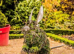  Nature Lapin