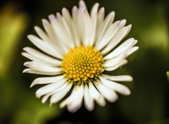  Nature Marguerite