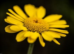  Nature Fleur jaune