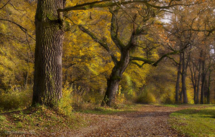 Wallpapers Nature Trees - Forests Impressions d'automne x-2014