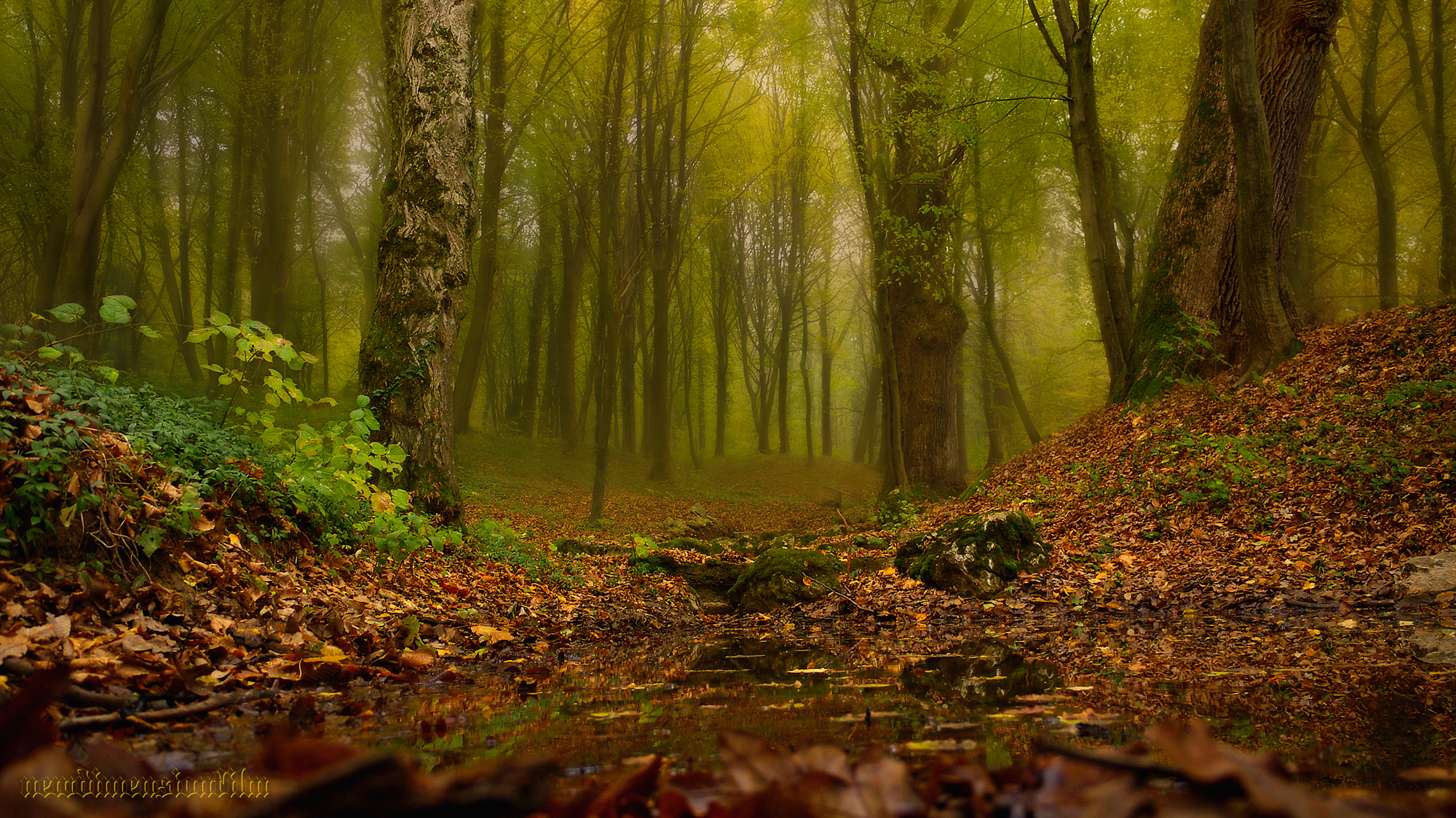 Fonds d'cran Nature Arbres - Forts Impressions d'automne x-2014