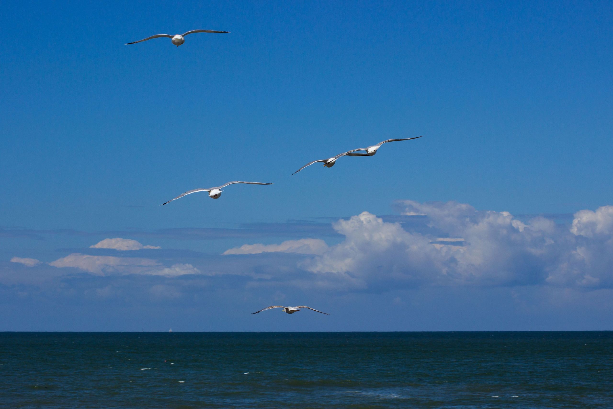 Fonds d'cran Nature Mers - Ocans - Plages 