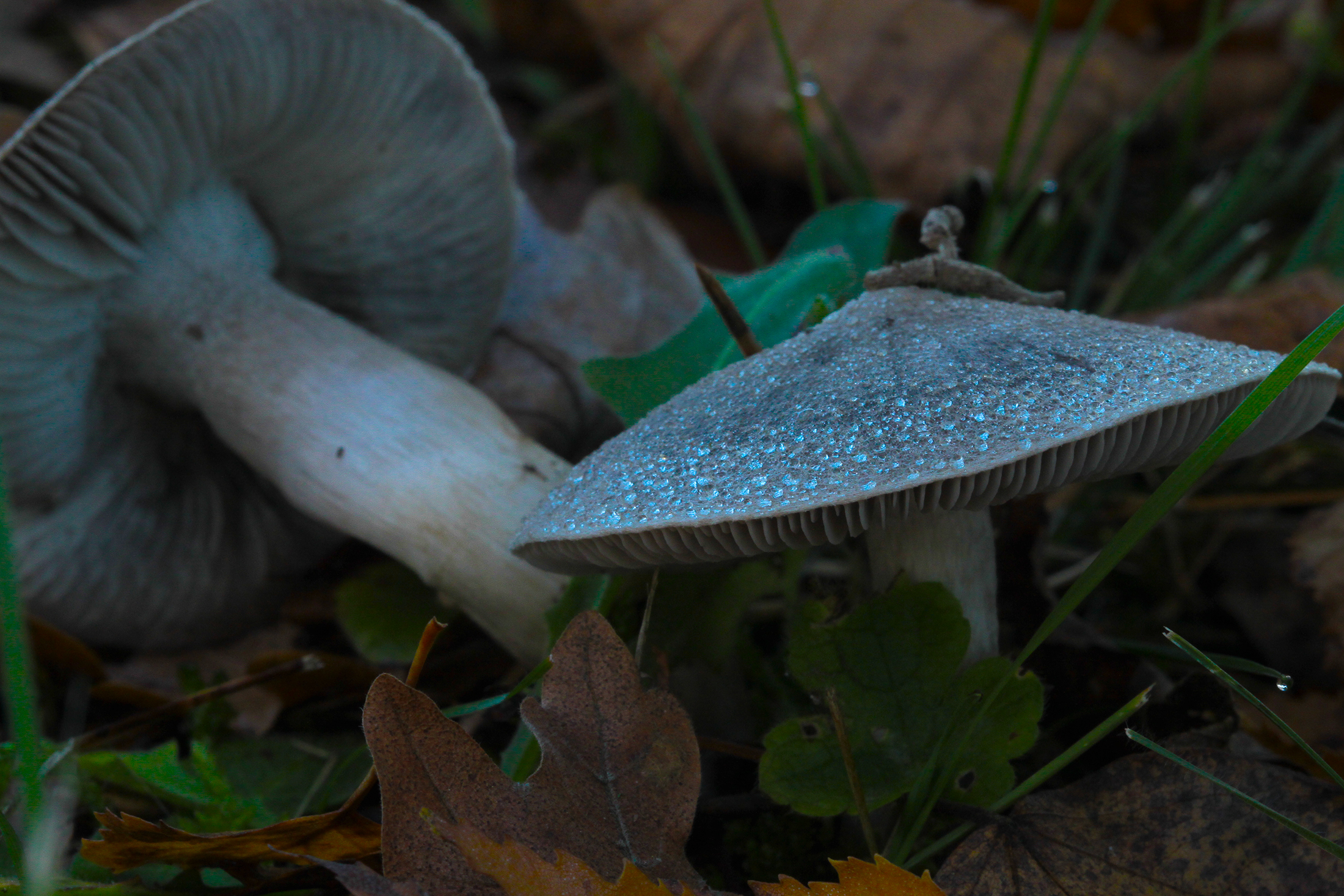 Wallpapers Nature Mushrooms ballade en forêt